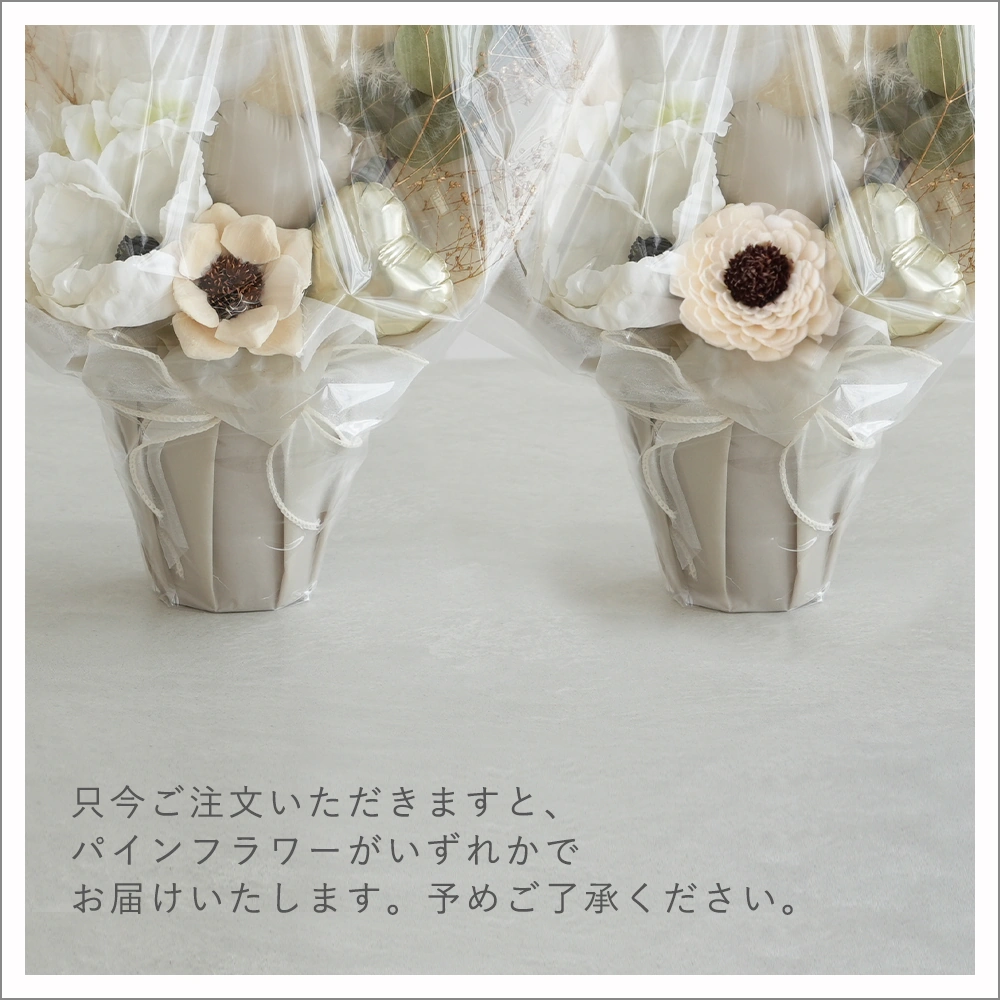 パインフラワーいまこれ